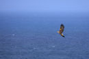 WT Eagle Retiring Gracefully...
