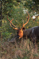 Sambar Stag