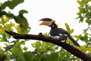 Malabar Pied Hornbill