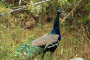 Peacock Parading