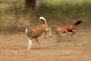 The Chase...