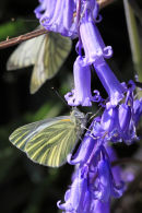 Green-Veined White 
