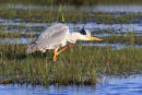 Punk Heron