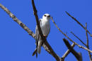 Black Shouldered Kite