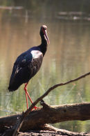 Black Stork