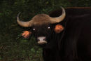 Gaur Bull