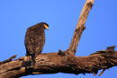 Changeable Hawk Eagle