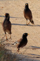 Common Mynahs