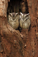 Collared Scops Owl