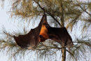 Fruit Bat or Flying Fox