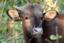 Gaur Calf