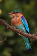 Indian Roller