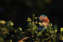 Indian Roller