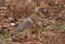 Indian Jackal
