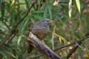 Jungle Warbler
