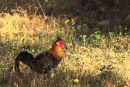 Wild or Red Junglefowl