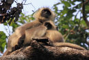 Langur Mother and Child