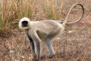 Young Gray Langur Monkey