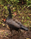 Peahen