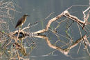Indian Pond Heron