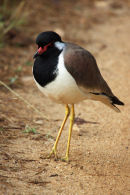 Red Wattled Lapwing