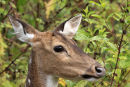Female Sambar Deer