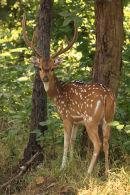 Chital or Spotted Deer Stag