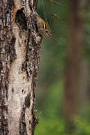 3 Striped Squirrel or Indian Palm Squirrel