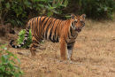 Tiger Cub