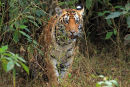 Tiger Cub