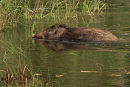 Wild Boar Swimming