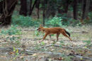 Indian Wild Dog Hunting