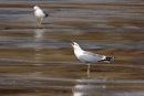 Gull in Full Cry