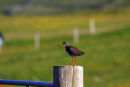 Calling Bird Northton