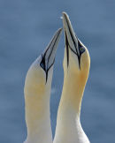Courting Couple