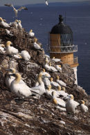 The Lighthouse