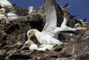 Amorous Couple