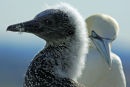Watched by Mother