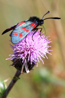 6 Spot Burnett
