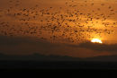 Pink Footed Geese Flocking, Aberlady Bay