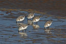 Sanderlings, Aberlady Bay