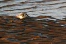 Sanderling Steppin out...