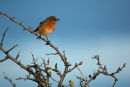 Stonechat