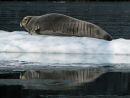 Bearded Seal, East Greenland