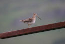 Snipe Perching