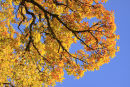 Canopy Colours 2