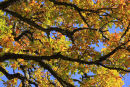Canopy Colours