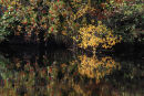 Rowan Reflections