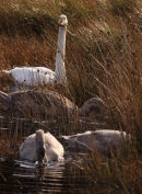 Whooper Swan Family