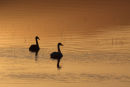 Sunset Cygnets